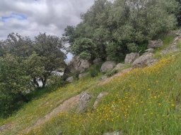 Flora del Cerro Masatrigo